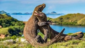 Komodo