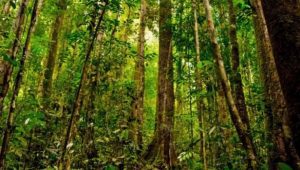 hutan