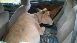 Sapi di mobil pribadi
