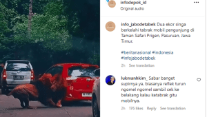Tangkapan layar unggahan video singa menabrak mobil pengunjung dibanjiri komentar lucu warganet. | Instagram @info_jabodetabek