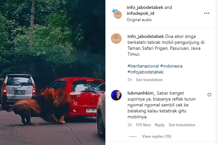 Tangkapan layar unggahan video singa menabrak mobil pengunjung dibanjiri komentar lucu warganet. | Instagram @info_jabodetabek