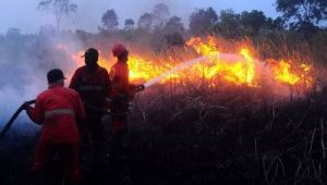 Ilustrasi kebakaran hutan dan lahan. | ist
