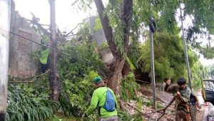 pohon tumbang