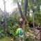 pohon tumbang