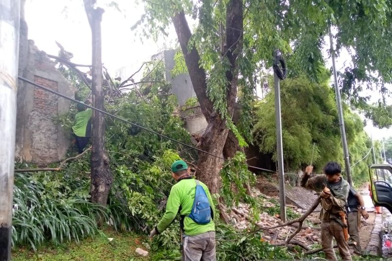 Hujan Deras Disertai Angin Kencang, BPBD DKI: 5 Pohon Tumbang Timpa Rumah hingga Jembatan