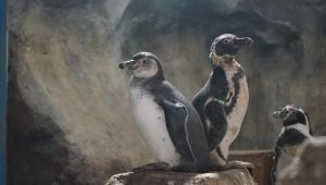 Bayi penguin yang baru menetas di Ancol