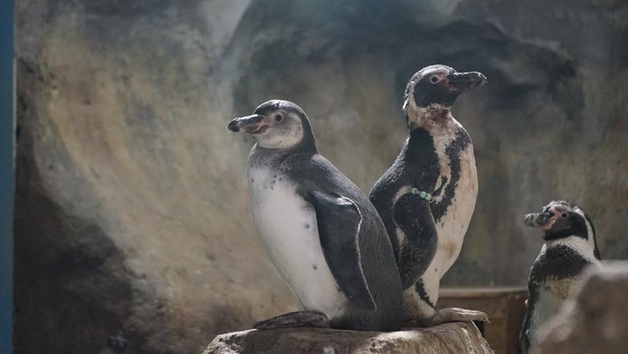 5 Bayi Penguin Humboldt Menetas di Ancol