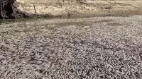 Jutaan ikan mati di Australia