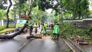 Pohon Tumbang di Jakarta Pusat