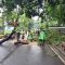 Pohon Tumbang di Jalan Teuku Umar Jakarta Pusat