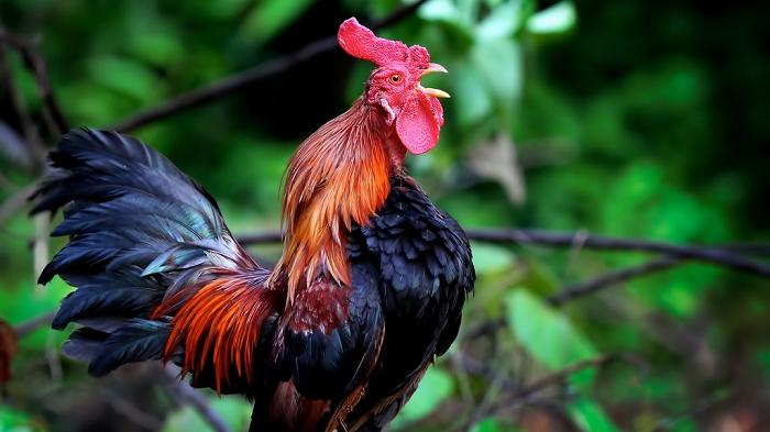 Protes Suara Kokok Ayam, 17 WNA Enggan Pindah ke Hotel karena Mahal