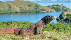 Tarif baru Taman Nasional Komodo