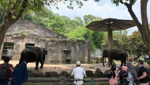 H+2 Lebaran, Taman Margasatwa Ragunan dipadati pengunjung