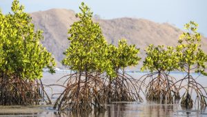 Mangrove
