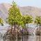 Garis Pertahanan NKRI Bernama Mangrove