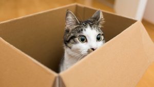 Pakar ungkap alasan kucing menyukai kardus