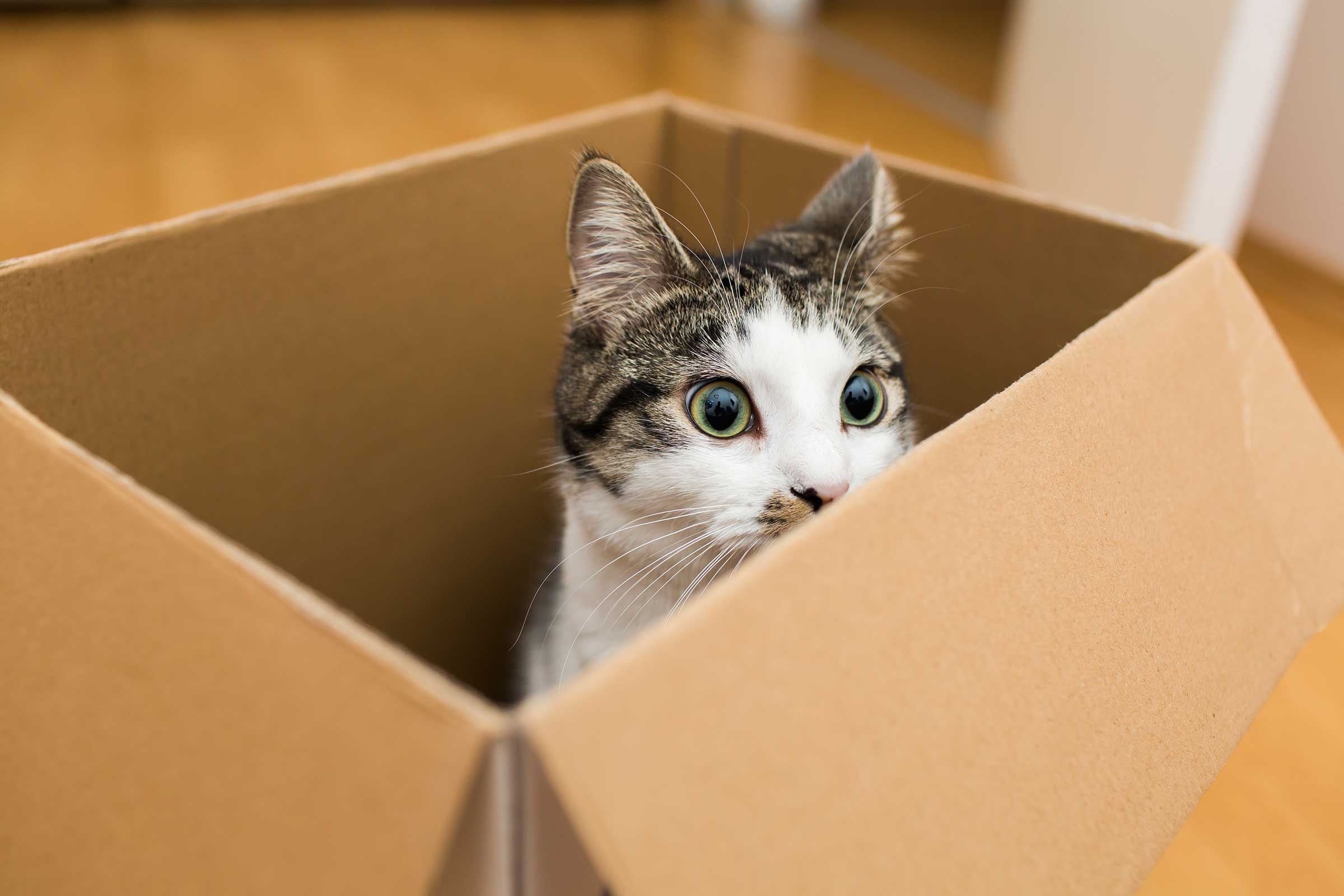Pakar Ungkap Alasan Kucing Senang Bermain di Kardus, Ini Alasannya