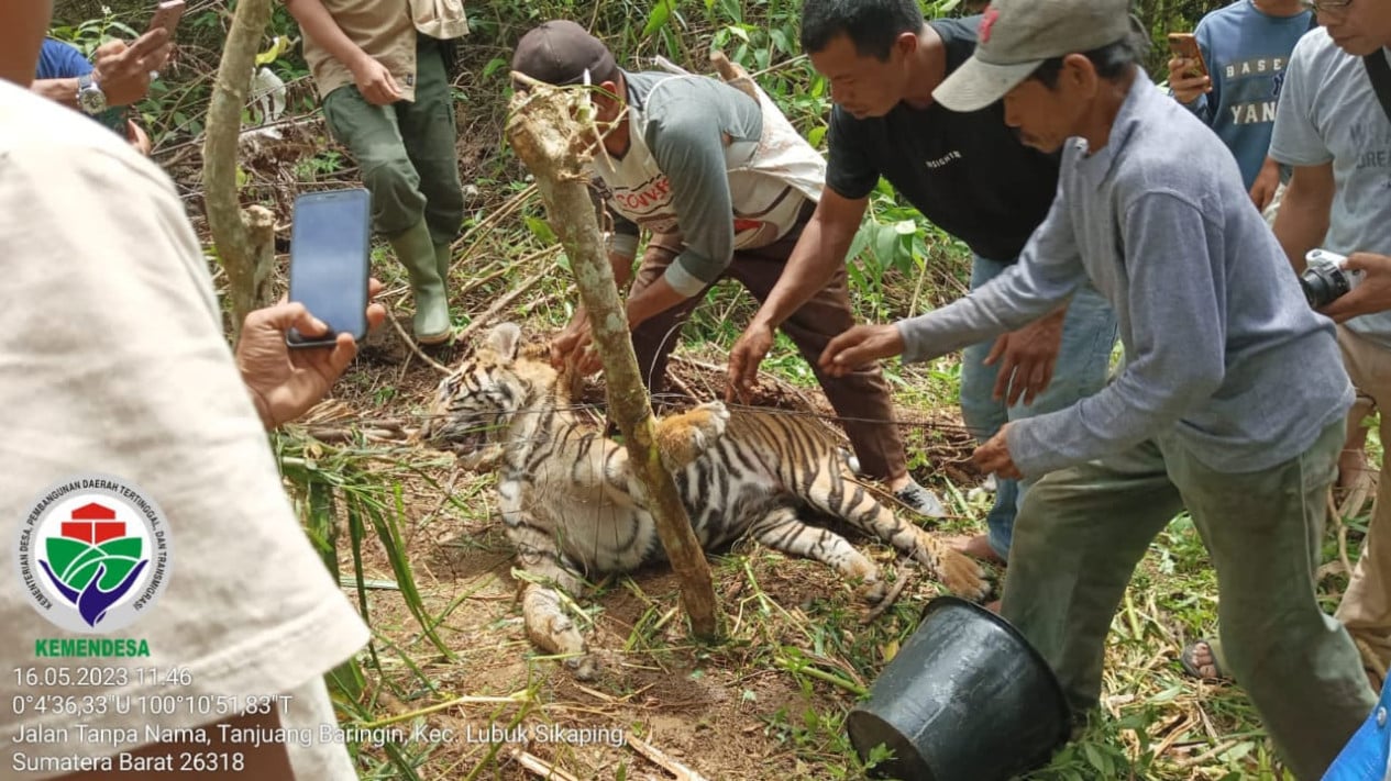 Harimau ditemukan mati terjerat di Pasaman, Sumatera Barat. | Dok BKSDA Sumatera Barat