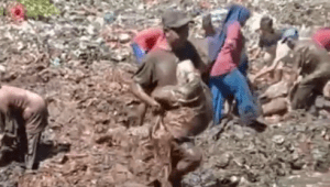 Warga Gali Daging Impor Ilegal Asal India Buangan Bea Cukai di Bengkalis Riau