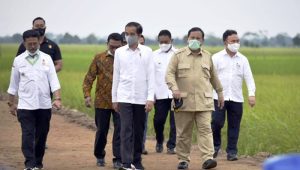 Proyek food estate Jokowi