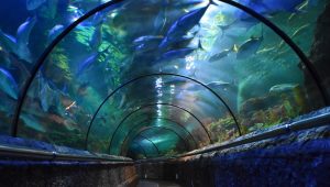 Sea World Ancol