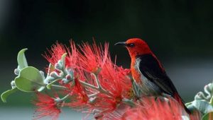 Spesies burung yang dinamai Myzomela irianawidodoae