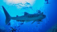 Spot Diving di Kepulauan Derawan