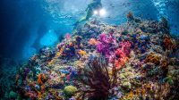 Spot Diving di Raja Ampat