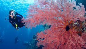 Spot diving di Wakatobi