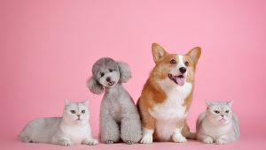 Ilustrasi kucing dan anjing | Ist