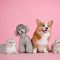Ilustrasi kucing dan anjing | Ist