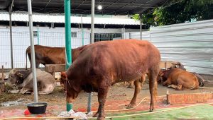 Sapi Jenis Limosin 700 kilogram milik Wakil Presiden (Wapres) terpilih 2024-2029 Gibran Rakabuming Raka di kawasan Mesjid Al-Azhar, Kebayoran Baru, Jakarta Selatan, Minggu 16/6/2024. | Ari Kurniansyah/Forum Keadilan