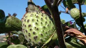 Buah Kecubung.