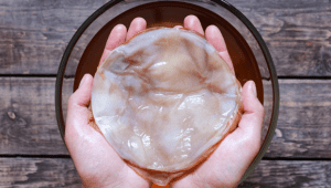 Symbiotic Colony of Bacteria and Yeast (SCOBY) | Ist