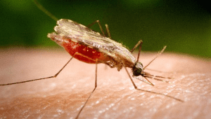 Nyamuk aedes aegypti mengandung wolbachia | Ist
