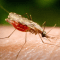 Nyamuk aedes aegypti mengandung wolbachia | Ist