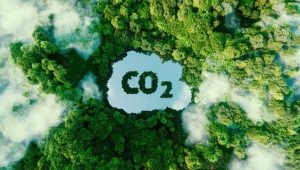 Ilustrasi Pepohonan dan CO2 | Pinterest