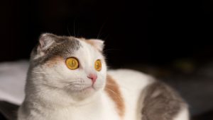 Ilustrasi Kucing | Ist