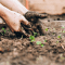 Hidup Mandiri dengan Gaya Homesteading