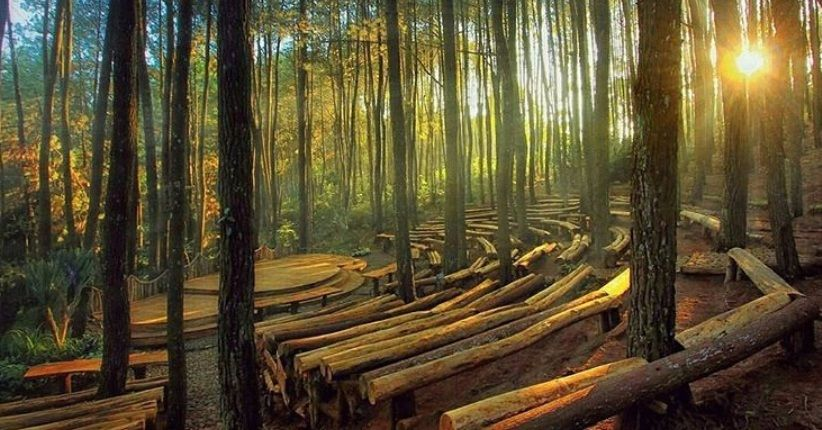 Hutan Pinus Mangunan | Ist