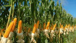 Tanaman Jagung | Ist