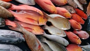 Ilustrasi Stok Ikan | Pinterest
