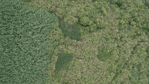 Ladang Ganja di kawasan Taman Nasional Bromo Tengger Semer | Dok. Balai Besar TNBTS