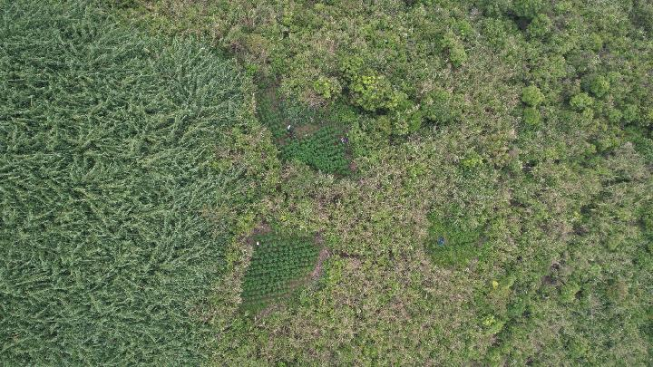 DPR Akan Panggil Kementerian LHK soal Ladang Ganja di Taman Nasional Bromo