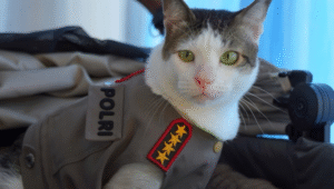 Kucing Presiden Prabowo Subianto, Bobby Kertanegara | Instagram @bobbykertanegara