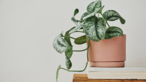Sirih Gading (Epipremnum aureum) | Ist
