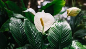 Peace Lily (Spathiphyllum wallisii) | Ist