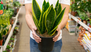 Lidah Mertua (Sansevieria trifasciata) | Ist