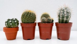 Kaktus Mini (Cactaceae) | Ist