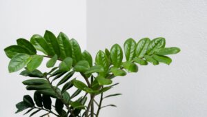 ZZ Plant (Zamioculcas zamiifolia) | Ist